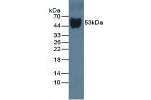 Western Blot; Sample: Rat Serum. (Vitamin D-Binding Protein 抗体  (AA 209-394))