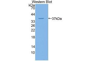 Detection of Recombinant GLVR1, Human using Polyclonal Antibody to Gibbon Ape Leukemia Virus Receptor 1 (GLVR1) (SLC20A1 抗体  (AA 251-510))