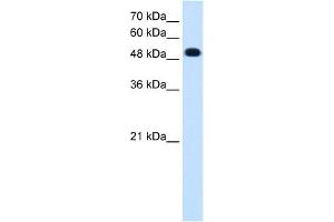PTPRR antibody used at 0. (PTPRR 抗体  (C-Term))