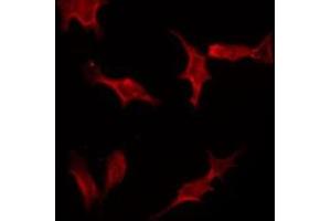 Immunofluorescence (fixed cells) (IF/ICC) image for anti-Cullin 1 (CUL1) antibody (ABIN6261114)