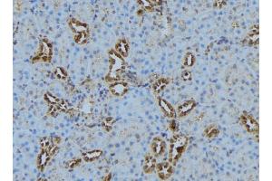 ABIN6278822 at 1/100 staining Mouse kidney tissue by IHC-P. (COX5B 抗体  (Internal Region))