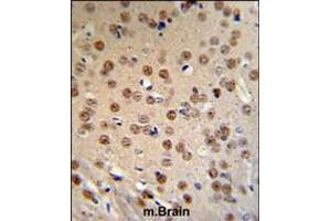WTX Antibody IHC analysis in formalin fixed and paraffin embedded mouse brain tissue followed by peroxidase conjugation of the secondary antibody and DAB staining. (WTX 抗体  (AA 681-708))