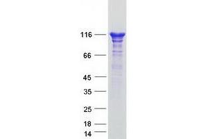 Western Blotting (WB) image for SEC23 Interacting Protein (SEC23IP) protein (Myc-DYKDDDDK Tag) (ABIN2731573)