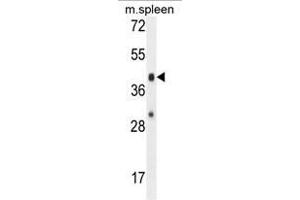 AWAT2 Antibody (C-term) western blot analysis in mouse spleen tissue lysates (35µg/lane). (AWAT2 抗体  (C-Term))
