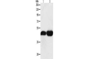 Gel: 10 % SDS-PAGE, Lysate: 40 μg, Lane 1-2: NIH/3T3 cells, Lncap cells, Primary antibody: ABIN7131317(TEKT1 Antibody) at dilution 1/500, Secondary antibody: Goat anti rabbit IgG at 1/8000 dilution, Exposure time: 10 minutes (TEKT1 抗体)