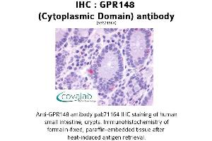 Image no. 1 for anti-G Protein-Coupled Receptor 148 (GPR148) (3rd Cytoplasmic Domain) antibody (ABIN1734951) (GPR148 抗体  (3rd Cytoplasmic Domain))