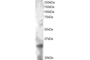 Western Blotting (WB) image for anti-Tetraspanin 32 (TSPAN32) (C-Term) antibody (ABIN2466105) (TSPAN32 抗体  (C-Term))