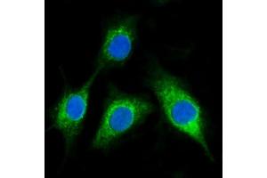 IF analysis of BCKDHA using anti-BCKDHA antibody (ABIN7601223).