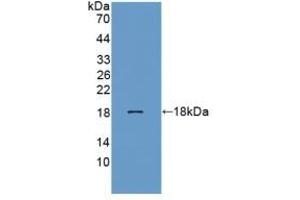 Detection of Recombinant REG3b, Rat using Polyclonal Antibody to Regenerating Islet Derived Protein 3 Beta (REG3b) (REG3B 抗体  (AA 27-175))