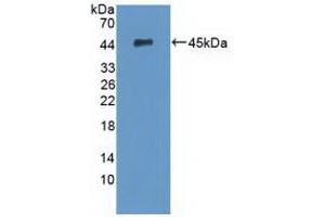 Figure. (SERPINA5 抗体  (AA 43-406))
