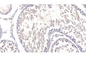 Detection of SFRP1 in Rat Testis Tissue using Polyclonal Antibody to Secreted Frizzled Related Protein 1 (SFRP1) (SFRP1 抗体  (AA 8-153))