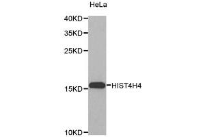 Western blot analysis of extracts of HeLa cells, using HIST4H4 antibody (ABIN5970479). (HIST4H4 抗体)