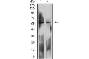 Western blot analysis using LILRB2 mouse mAb against MOLT4 (1) and K562 (2) cell lysate. (LILRB2 抗体  (AA 51-184))