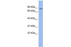WB Suggested Anti-ZNF568 Antibody Titration:  0. (ZNF568 抗体  (N-Term))