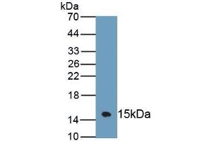 Detection of Recombinant MUC3, Mouse using Polyclonal Antibody to Mucin 3 (MUC3) (MUC3A 抗体  (AA 1-101))