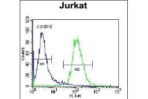 NKD2 Antibody (C-term) (ABIN656092 and ABIN2845435) flow cytometric analysis of Jurkat cells (right histogram) compared to a negative control cell (left histogram). (NKD2 抗体  (C-Term))