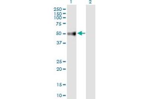 Western Blot analysis of UGT3A2 expression in transfected 293T cell line by UGT3A2 MaxPab polyclonal antibody.