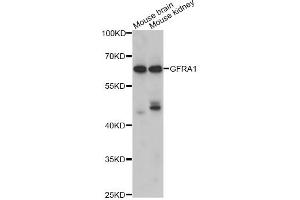 Western blot analysis of extracts of various cell lines, using GFRA1 antibody (ABIN1876561) at 1:1000 dilution. (GFRA1 抗体)
