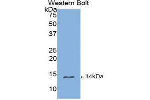 Western Blotting (WB) image for anti-Inhibin, beta B (INHBB) (AA 277-391) antibody (ABIN1174998) (INHBB 抗体  (AA 277-391))