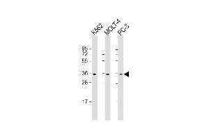 Western Blot at 1:1000 dilution Lane 1: K562 whole cell lysate Lane 2: MOLT-4 whole cell lysate Lane 3: PC-3 whole cell lysate Lysates/proteins at 20 ug per lane. (PIGC 抗体  (AA 264-294))