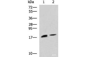 Western blot analysis of Rat pancreas tissue and Mouse pancreas tissue lysates using RNASE1 Polyclonal Antibody at dilution of 1:650 (RNASE1 抗体)