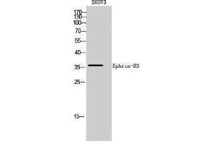 Western Blotting (WB) image for anti-Ephrin B3 (EFNB3) (C-Term) antibody (ABIN3184519) (Ephrin B3 抗体  (C-Term))