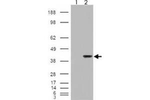 293 overexpressing AIP and probed with AIP polyclonal antibody  (mock transfection in first lane), tested by Origene. (AIP 抗体)