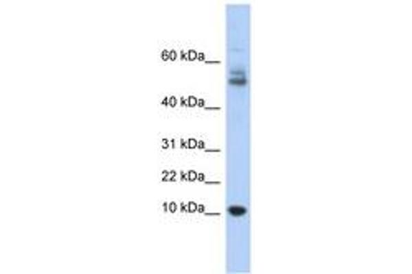 MTPN 抗体  (AA 35-84)