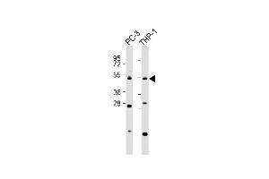 All lanes : Anti-C Antibody (C-Term) at 1:2000 dilution Lane 1: PC-3 whole cell lysates Lane 2: THP-1 whole cell lysates Lysates/proteins at 20 μg per lane. (CPA5 抗体  (AA 341-375))