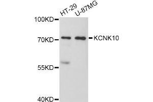 Western blot analysis of extracts of various cell lines, using KCNK10 Antibody (ABIN5998040) at 1:3000 dilution. (KCNK10 抗体)