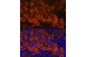 Immunofluorescence analysis of Mouse kidney using MIOX Rabbit pAb (ABIN7268729) at dilution of 1:100. (MIOX 抗体  (AA 1-285))