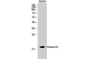 Western Blotting (WB) image for anti-Histone 3 (H3) (Lys471) antibody (ABIN3180090) (Histone 3 抗体  (Lys471))