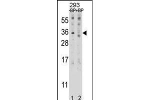 Western blot analysis of EBI3 Antibody (C-term) Pab (ABIN1881277 and ABIN2838993) pre-incubated without(lane 1) and with(lane 2) blocking peptide in 293 cell line lysate. (EBI3 抗体  (C-Term))