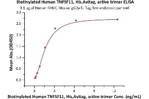 ELISA image for Tumor Necrosis Factor (Ligand) Superfamily, Member 11 (TNFSF11) (AA 64-245) (Active) protein (His tag,AVI tag,Biotin) (ABIN6973285)