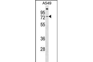 GBP3 Antibody (C-term) (ABIN1537415 and ABIN2849935) western blot analysis in A549 cell line lysates (35 μg/lane). (GBP3 抗体  (C-Term))