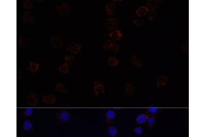 Immunofluorescence analysis of THP-1 cells using SIGLEC3/CD33 Polyclonal Antibody at dilution of 1:100. (CD33 抗体)