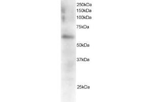 ABIN184643 staining (0. (Fgr 抗体  (C-Term))