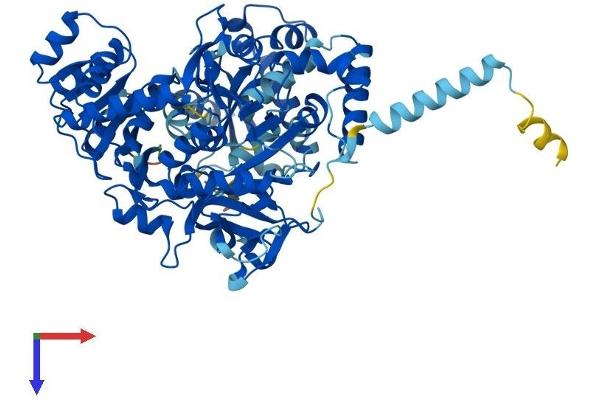 ACSL5 Protein (AA 1-683) (His tag)