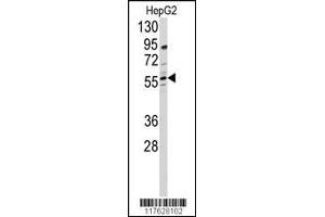 Western blot analysis of anti-DHCR24 Antibody in HepG2 cell line lysates (35ug/lane) (Seladin 1 抗体  (N-Term))