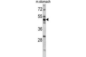 Western Blotting (WB) image for anti-Protein Disulfide Isomerase Family A, Member 6 (PDIA6) antibody (ABIN3002737) (PDIA6 抗体)