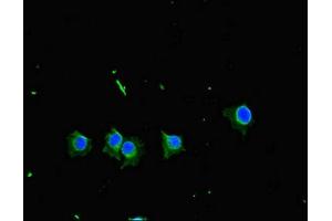 Immunofluorescent analysis of Hela cells using ABIN7169195 at dilution of 1:100 and Alexa Fluor 488-congugated AffiniPure Goat Anti-Rabbit IgG(H+L)