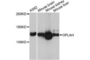 Western blot analysis of extracts of various cell lines, using OPLAH antibody. (OPLAH 抗体)