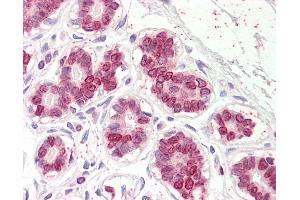 Anti-UBASH3A antibody IHC of human breast. (UBASH3A 抗体  (AA 470-482))