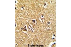 Immunohistochemistry (IHC) image for anti-Proline Dehydrogenase (Oxidase) 1 (PRODH) antibody (ABIN3003837) (PRODH 抗体)