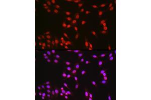 Immunofluorescence (IF) image for anti-cAMP Responsive Element Binding Protein 1 (CREB1) (AA 1-341) antibody (ABIN7266053)
