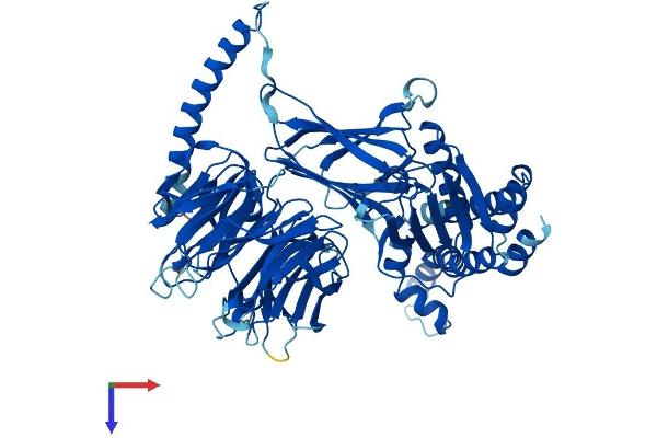 BBS7 Protein (AA 1-715) (His tag)