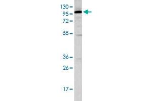 Western blot analysis of K-562 cell lysate (35 ug/lane) with STAT2 polyclonal antibody . (STAT2 抗体  (C-Term))