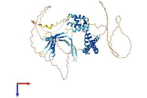 ELL2 Protein (AA 1-640) (His tag)