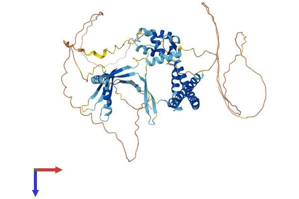 ELL2 Protein (AA 1-640) (His tag)