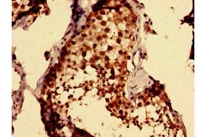 Immunohistochemistry of paraffin-embedded human testis tissue using ABIN7164435 at dilution of 1:100 (MKRN2 抗体  (AA 29-170))